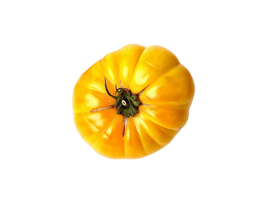 Yellow tomato on a white background