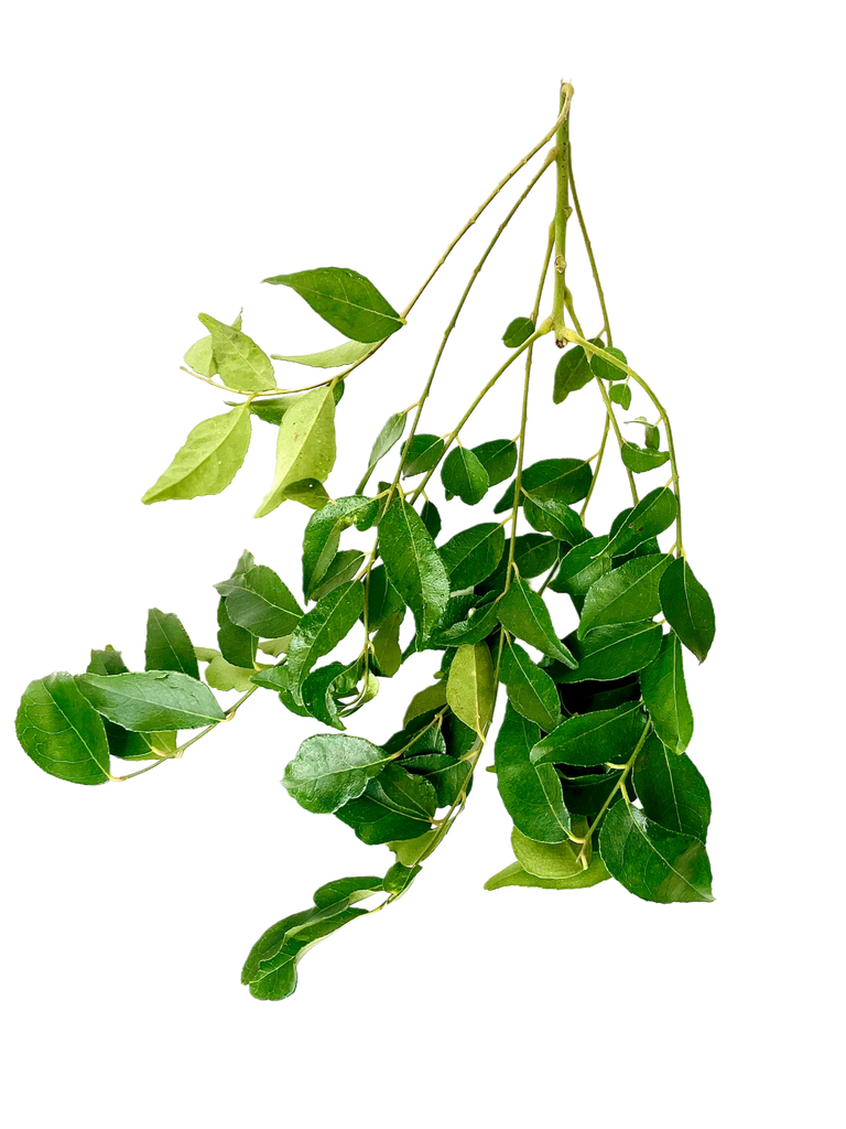 Green curry leaves on branch on a white background