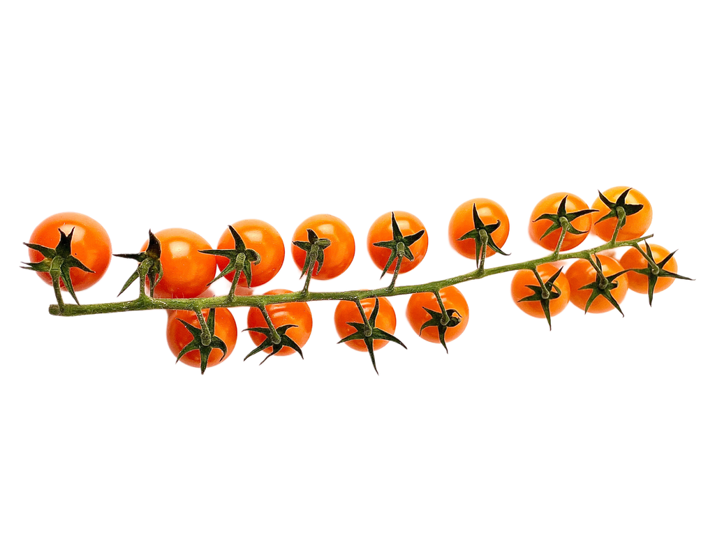 Branch of orange cherry tomatoes on a white background