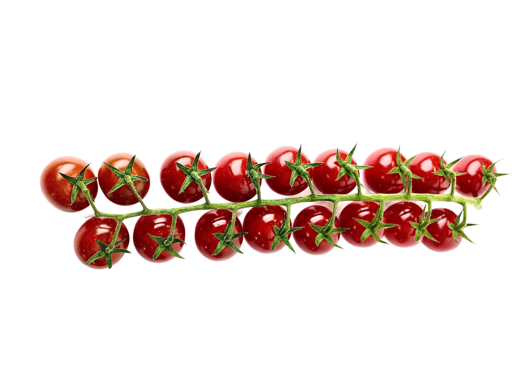 Row of red tomatoes on a white background