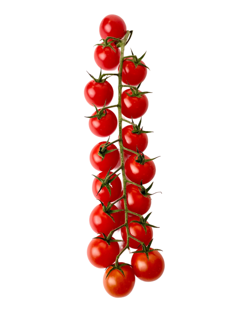 Vine of red tomatoes on a white background
